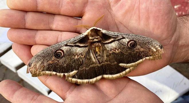 Tavus Kelebeğinin Kanatlarındaki Sır 12